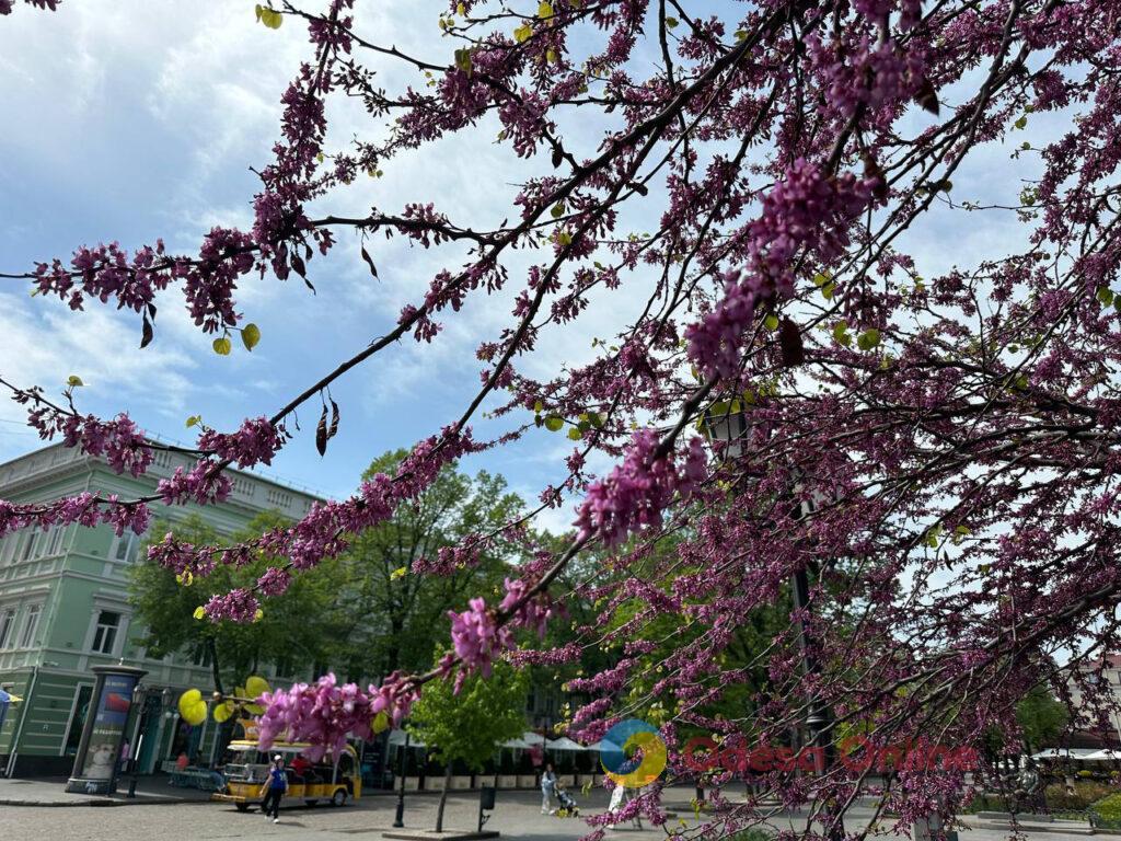 В Одессе расцвели Иудины деревья (фоторепортаж)