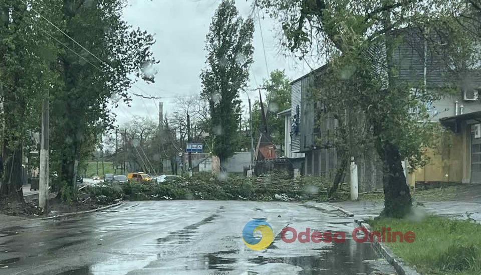 Упавшее дерево перекрыло движение транспорта по улице Приморской в Одессе