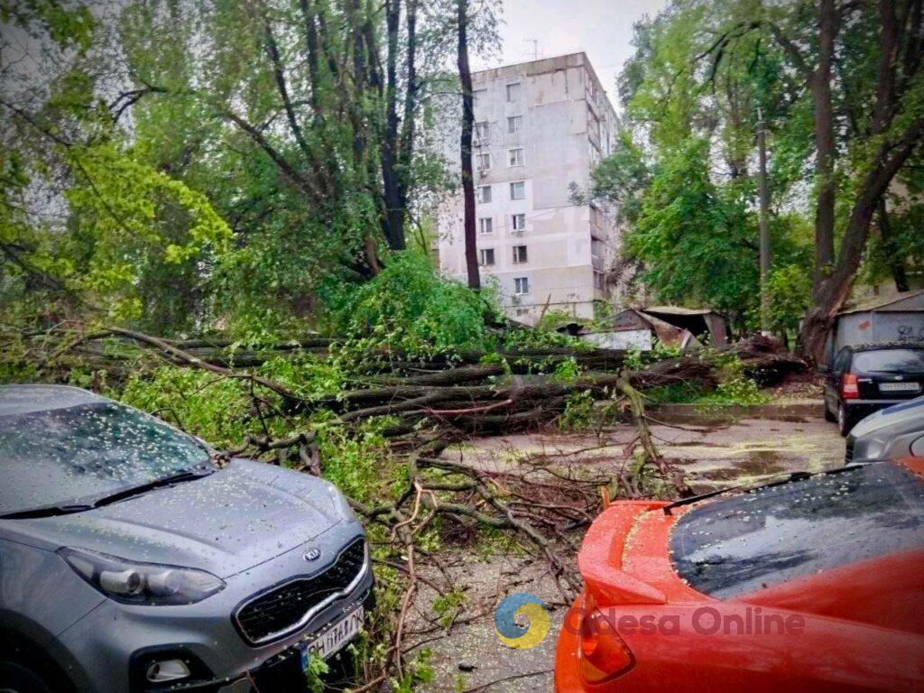Упавшее дерево перекрыло движение транспорта по улице Приморской в Одессе