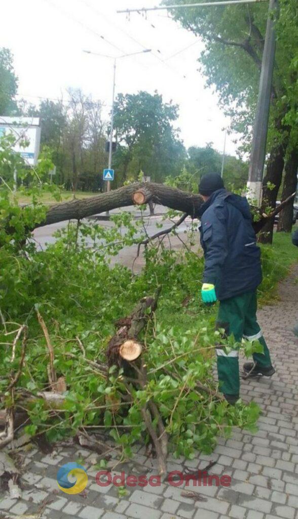 Из-за сильного ветра в Одессе упало более 20 деревьев