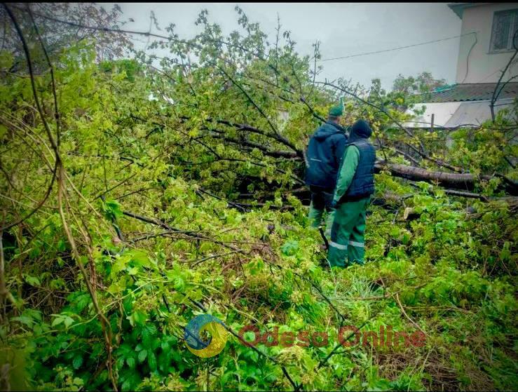 Непогода повалила в Одессе 58 деревьев и больших веток