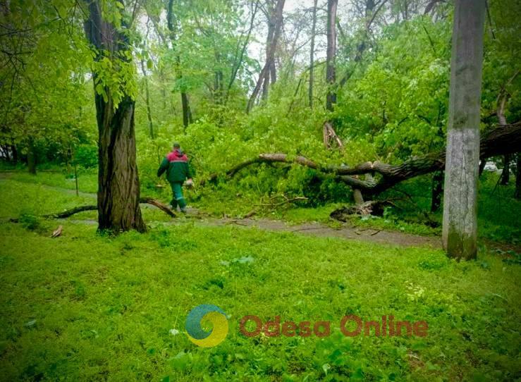 Негода повалила в Одесі 58 дерев та великих гілок