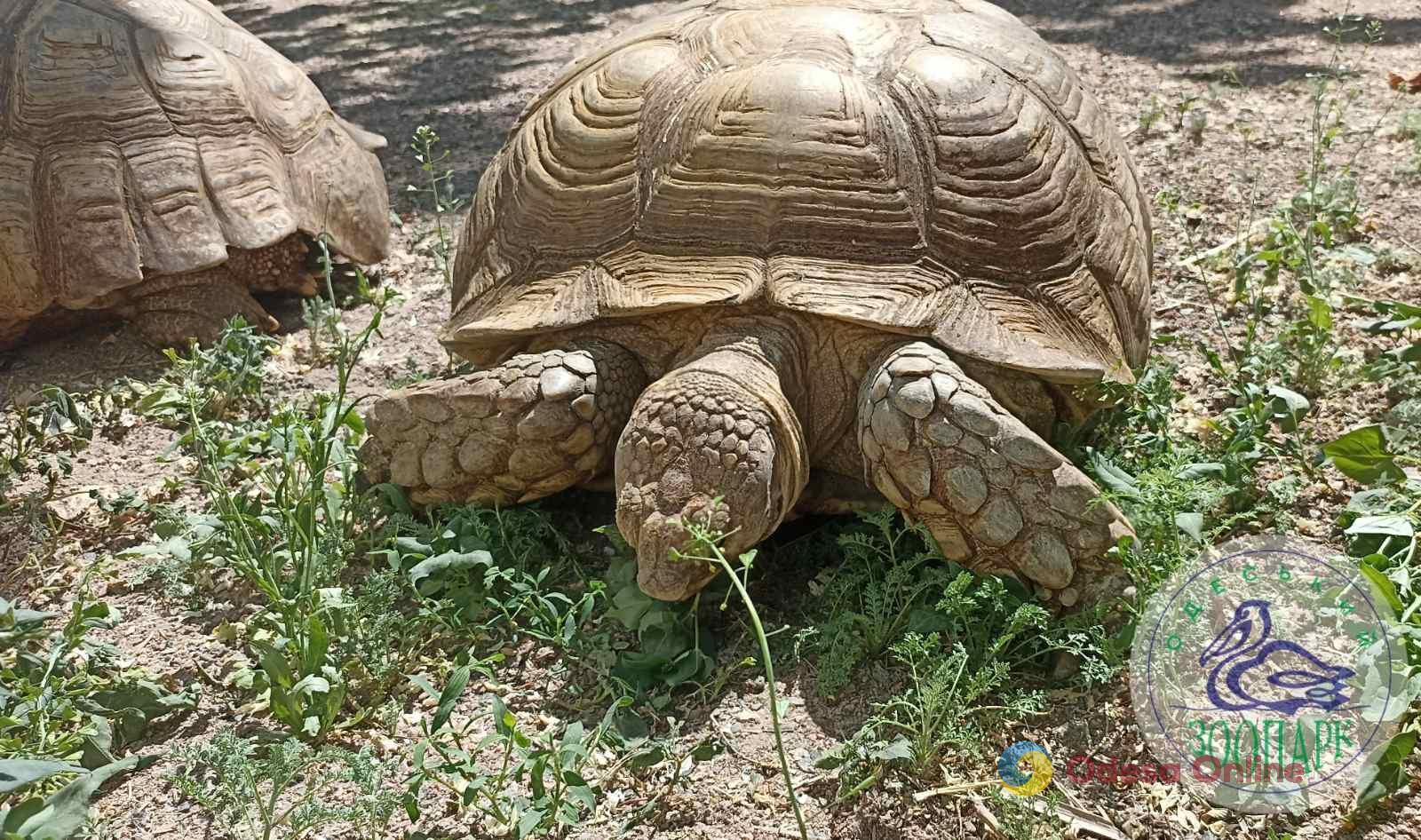 В Одесском зоопарке шпороносных черепах переселили в летний вольер (фото)