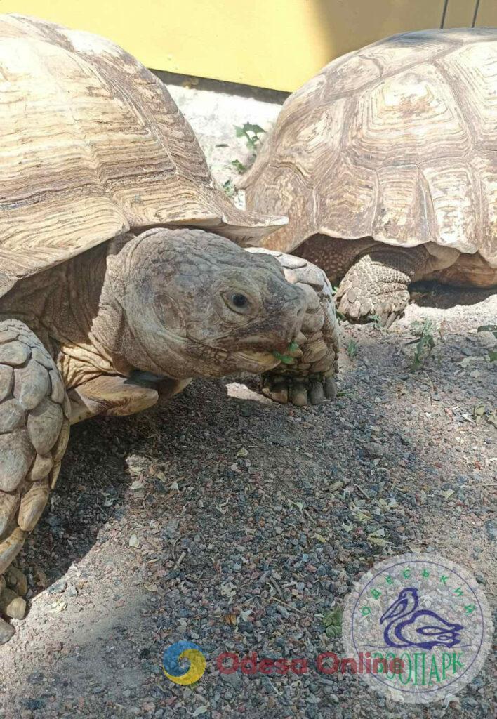 В Одесском зоопарке шпороносных черепах переселили в летний вольер (фото)