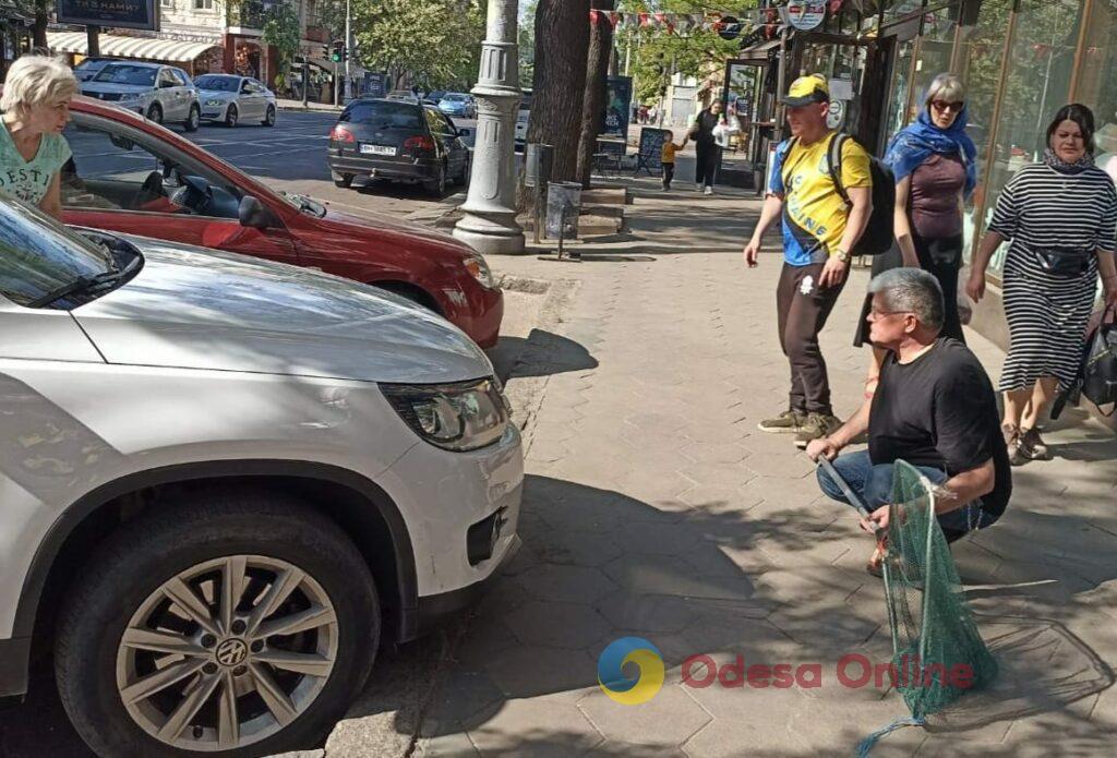 В центре Одессы «охотились» на утку, которая спровоцировала автомобильную пробку (фото, видео)