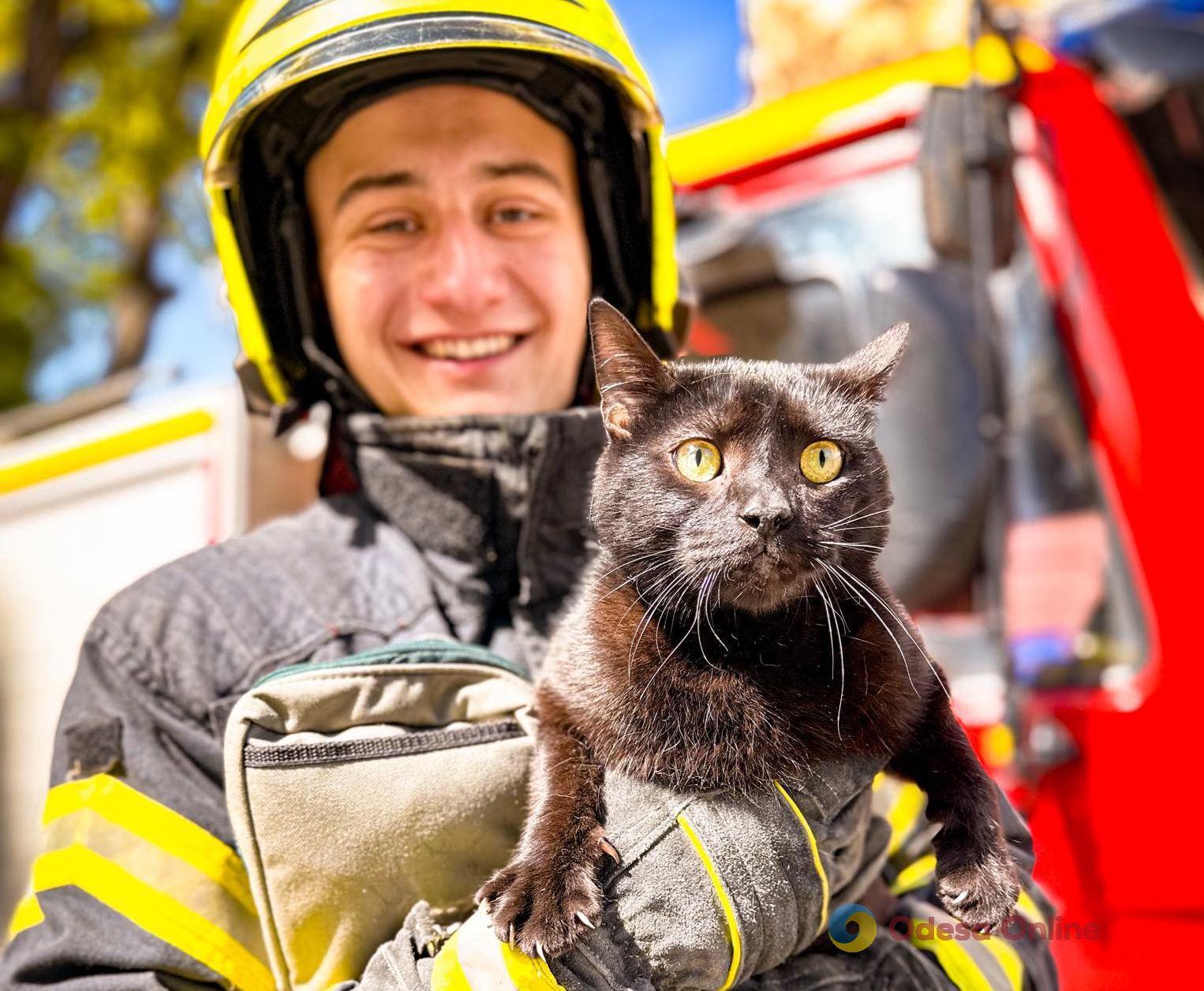 В Одесі надзвичайники врятували котика, який заліз на дах балкону