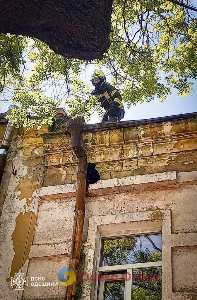 В Одесі надзвичайники врятували котика, який заліз на дах балкону