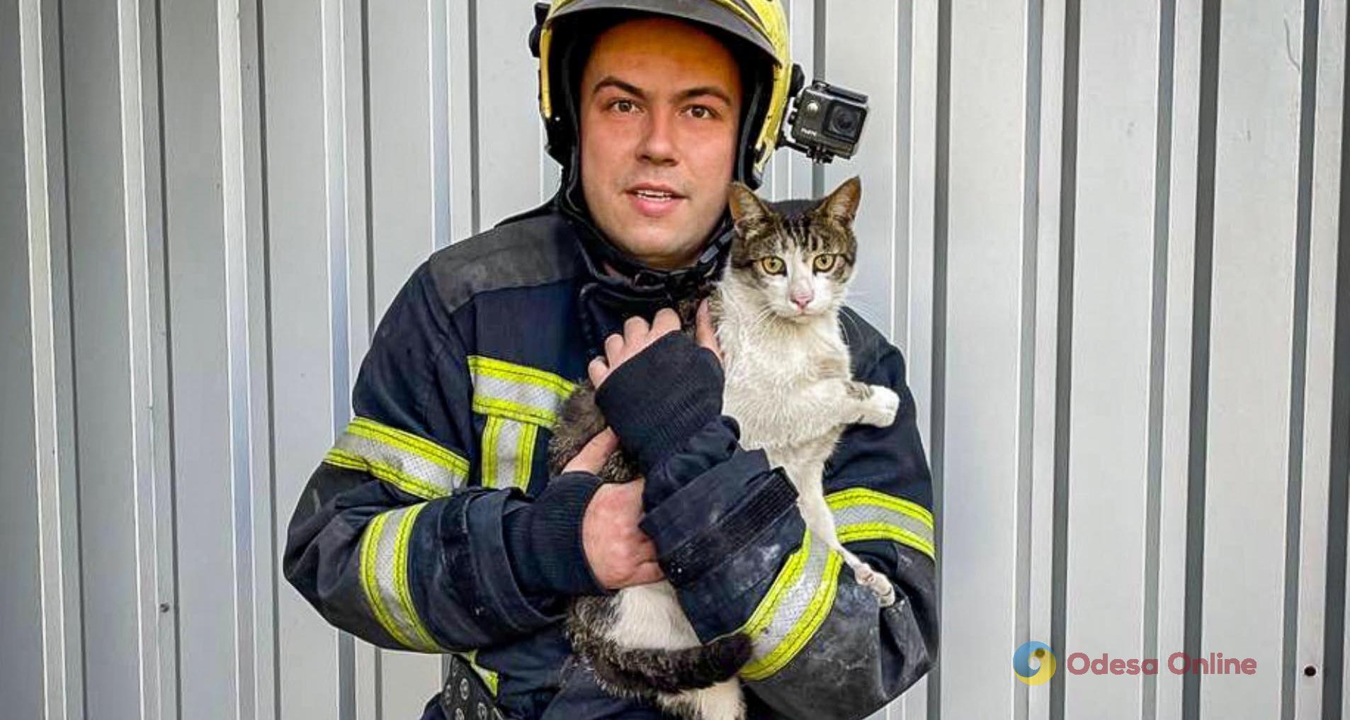 Одеські рятувальники знімали з дерева кота