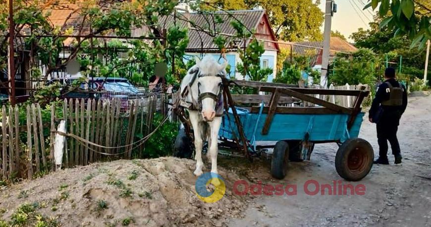 Житель Одесской области от обиды угнал коня у односельчанина