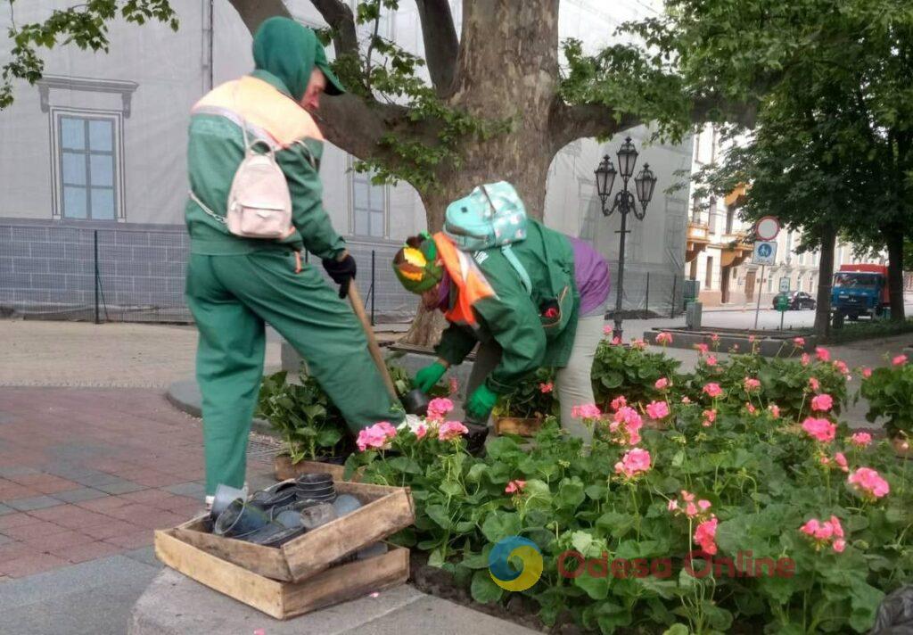 В Одессе высадят более 200 тысяч летних цветов (фото)