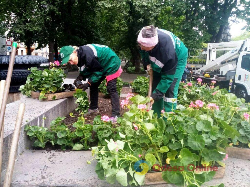 Одесу незабаром прикрасять більше 200 тисяч літніх квітів (фото)