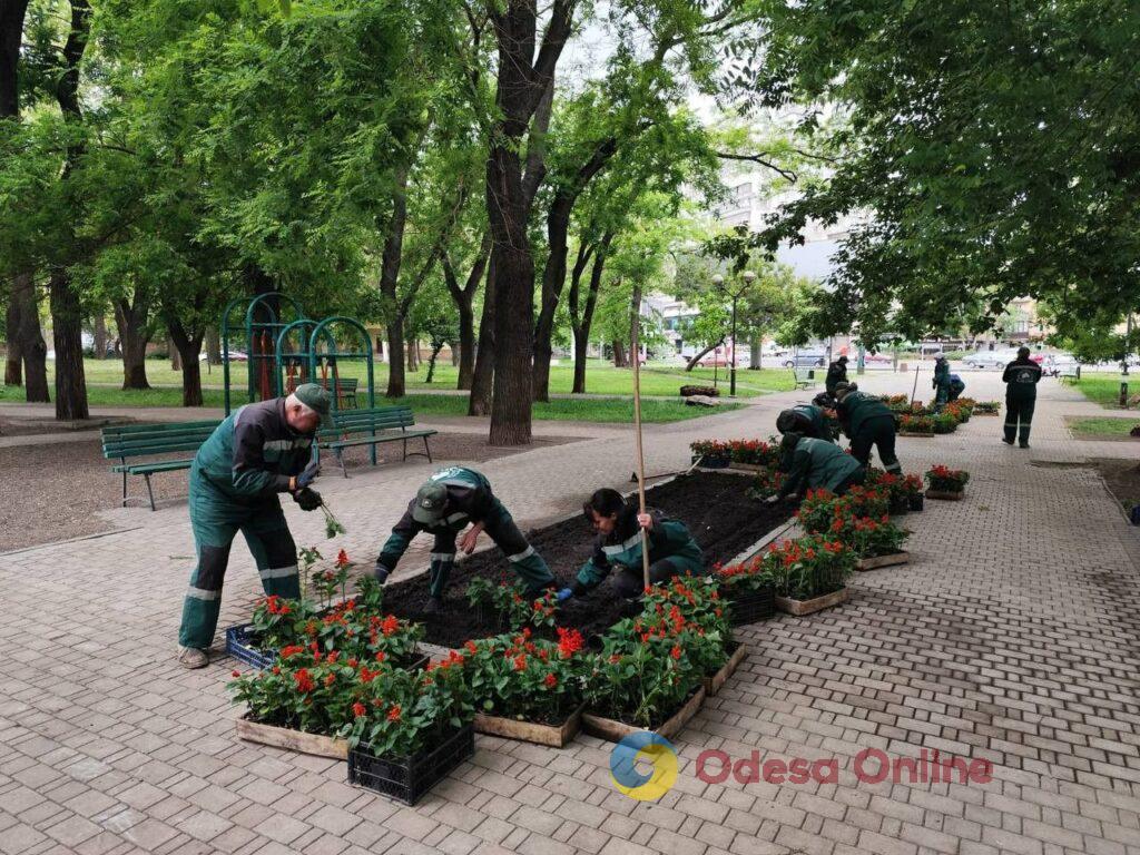 В Одессе высадят более 200 тысяч летних цветов (фото)