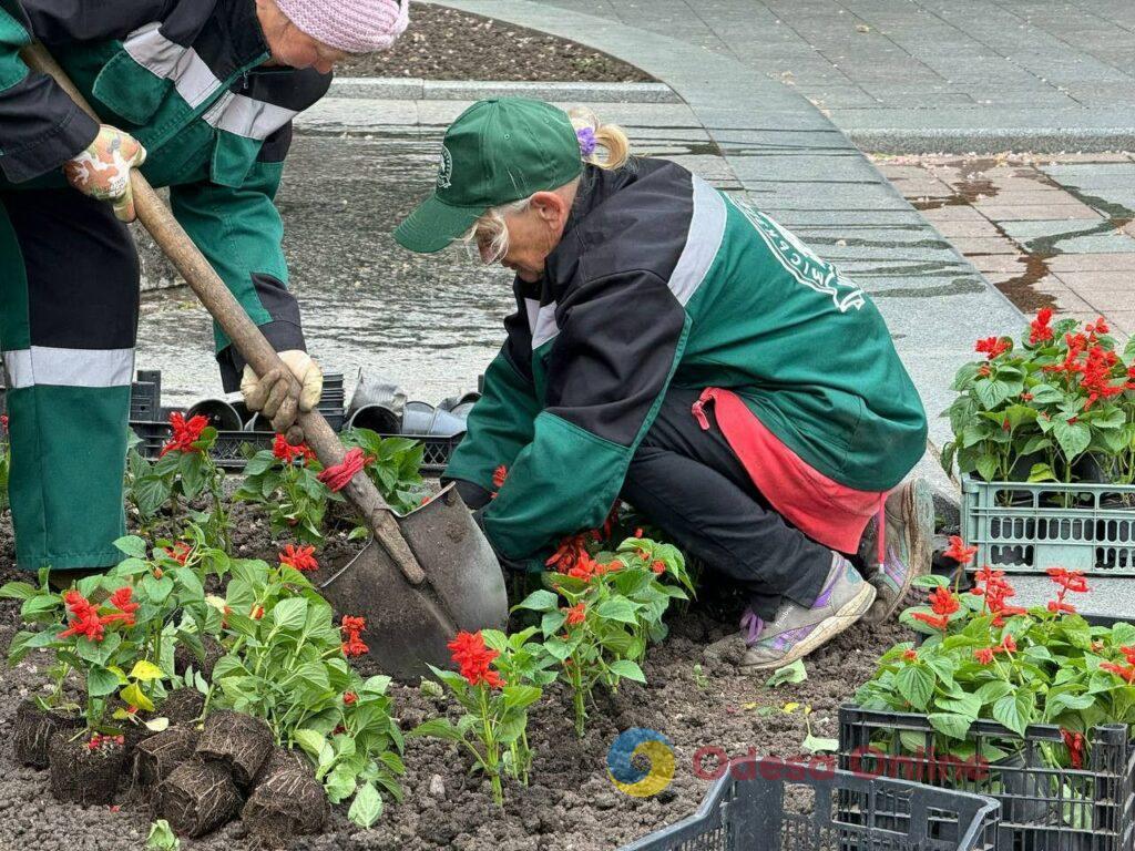 Одесу незабаром прикрасять більше 200 тисяч літніх квітів (фото)