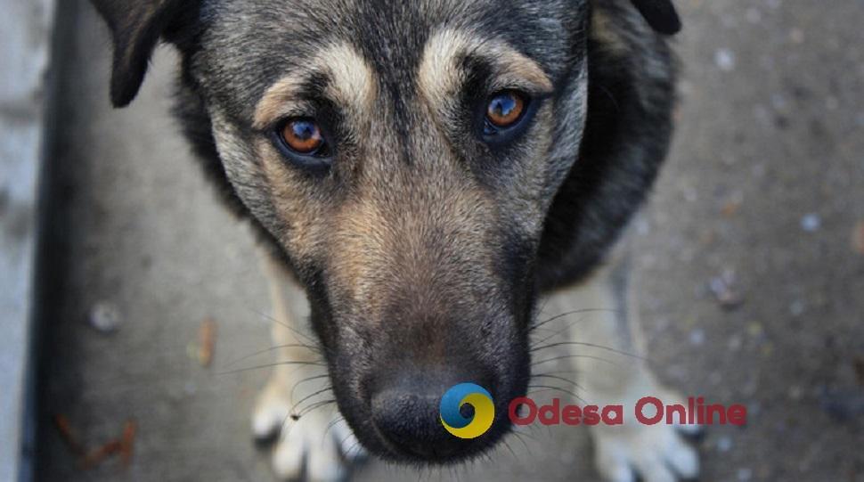 В Одесской области мужчина проколол вилами бездомную собаку