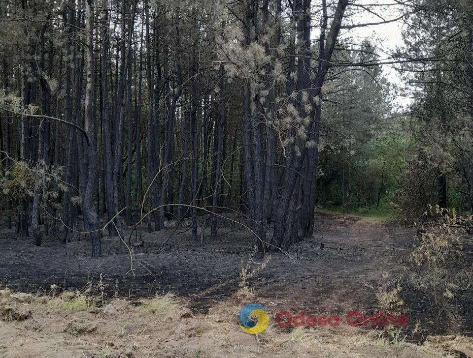 В Одесской области лесной пожар уничтожил более 500 деревьев (фото)
