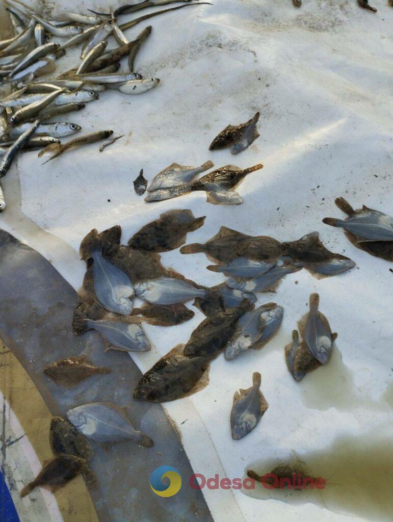 Рачки, кефаль, камбала и крабы: в Затоке браконьер нанес ущерб почти на 200 тысяч гривен