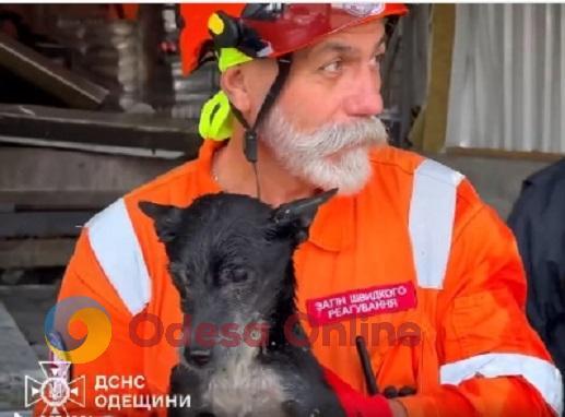В ходе ликвидации последствий российской атаки по Одессе спасли собаку (видео)