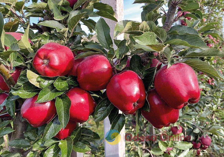 Жителя Одещини судитимуть за самовільне висадження фруктових дерев в охоронній зоні