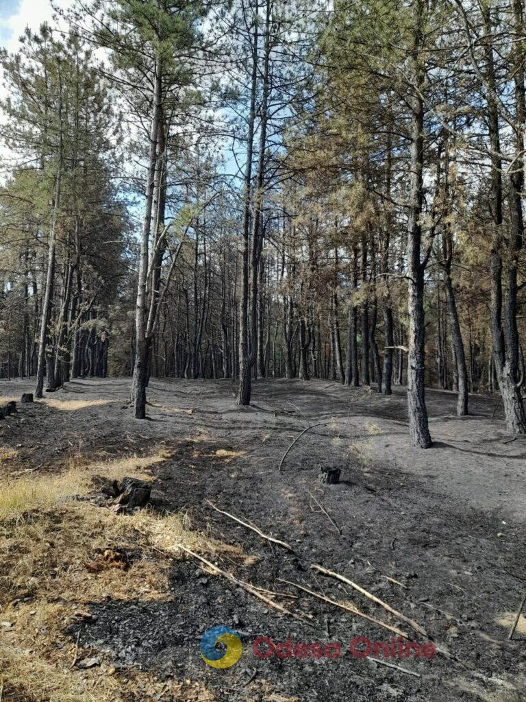 В Одесской области лесной пожар уничтожил более 500 деревьев (фото)
