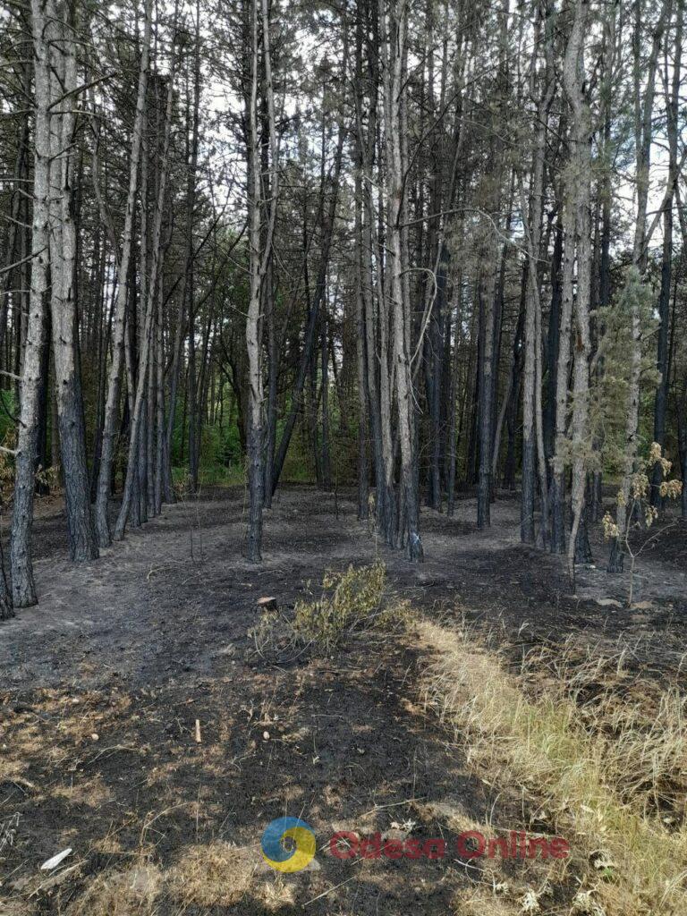 На Одещині лісова пожежа знищила понад 500 дерев (фото)