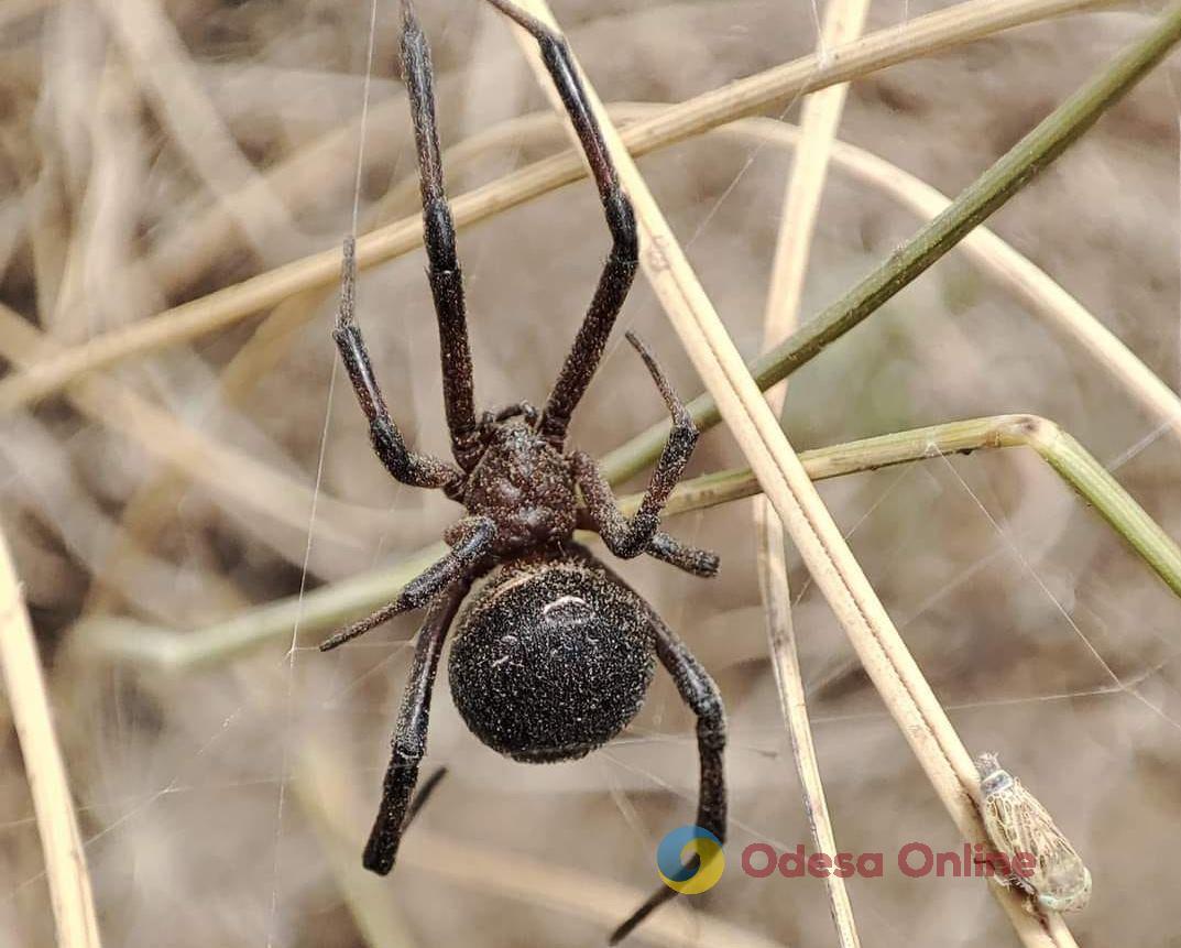 На юге Одесской области из-за жары возросла популяция ядовитых пауков