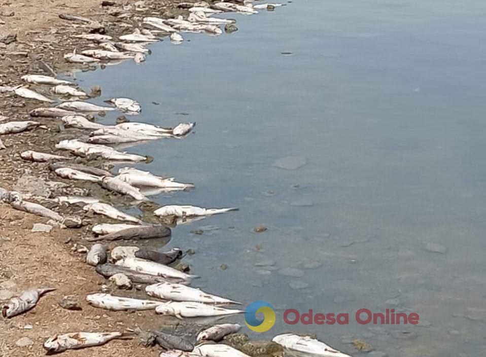 На Хаджибейском лимане обнаружили массовый мор рыбы