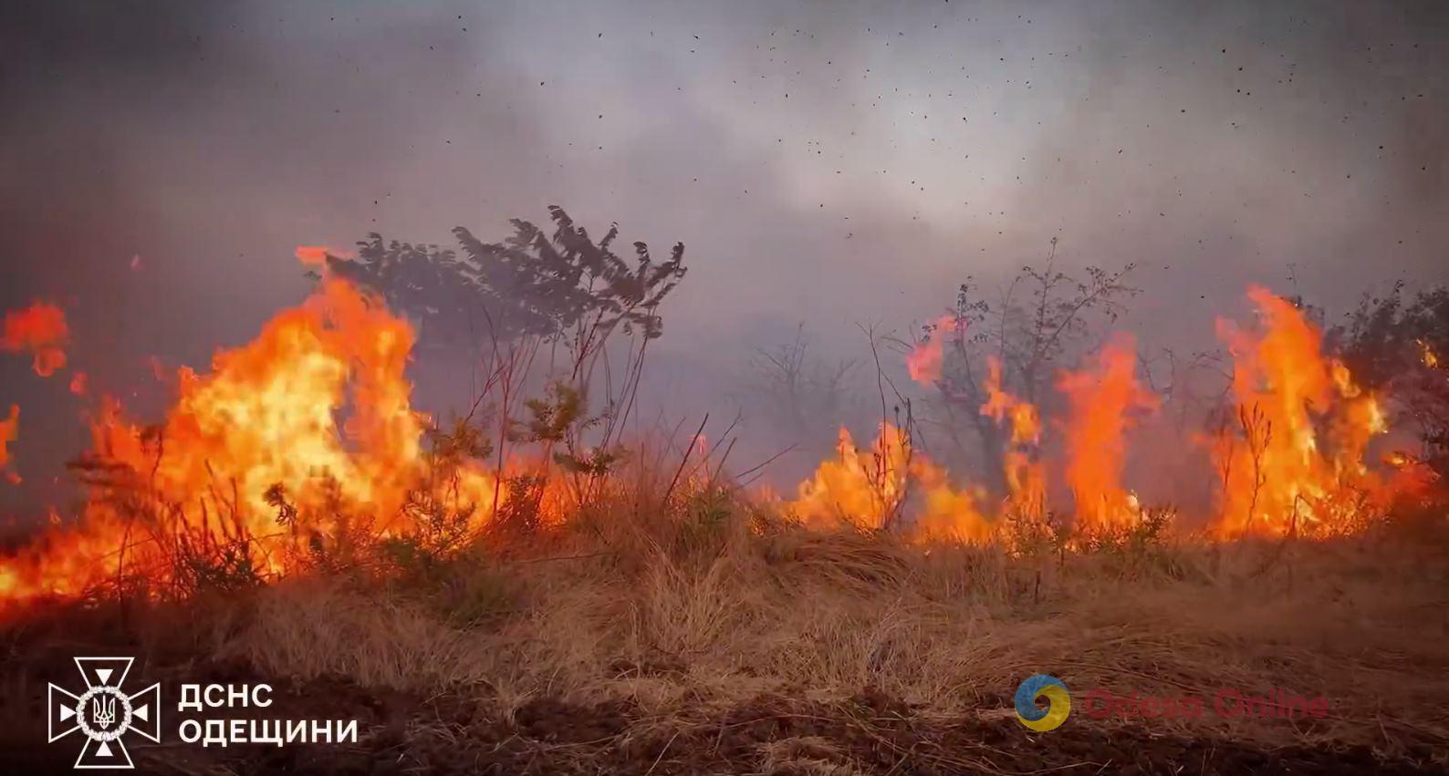 С начала года в Одесской области возникло более двух тысяч пожаров в природных экосистемах (видео)