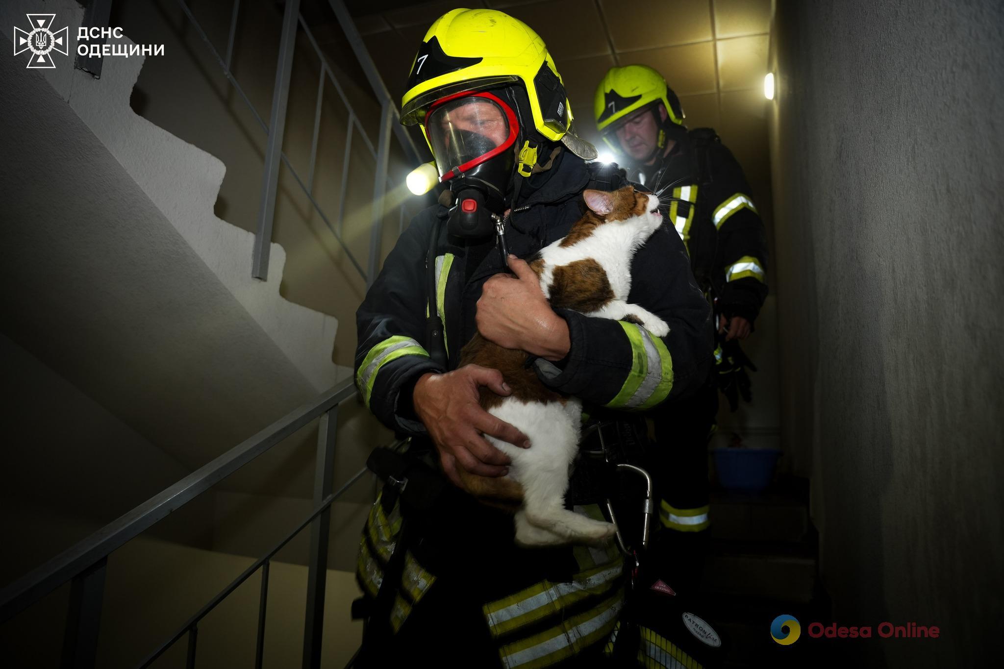 Во время пожара в пятиэтажке под Одессой спасли женщину с ребенком, а также кота (фото, видео)
