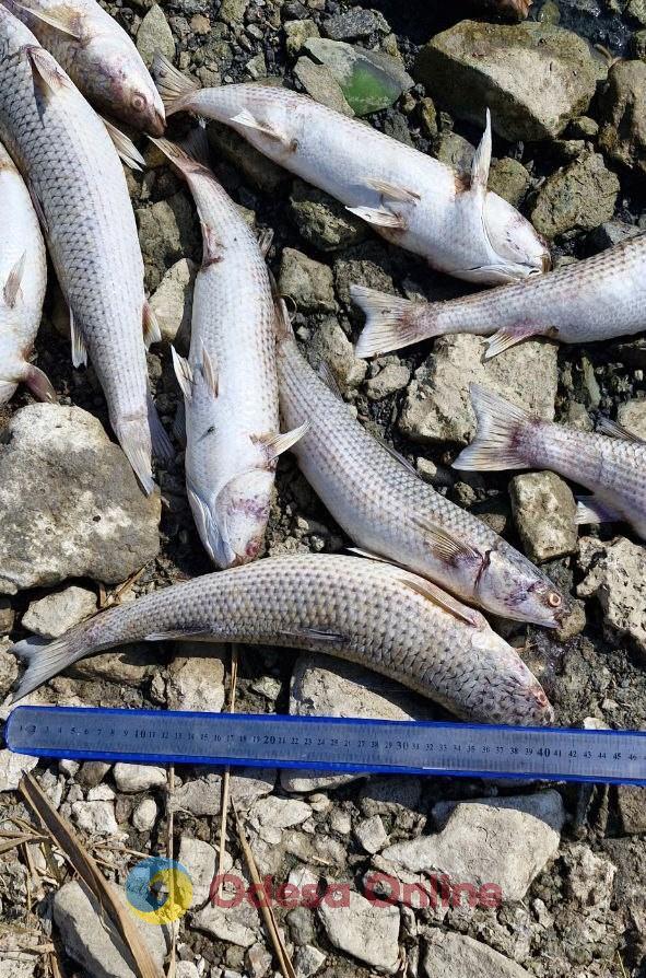 На Хаджибейському лимані знову виявили масовий мор риби