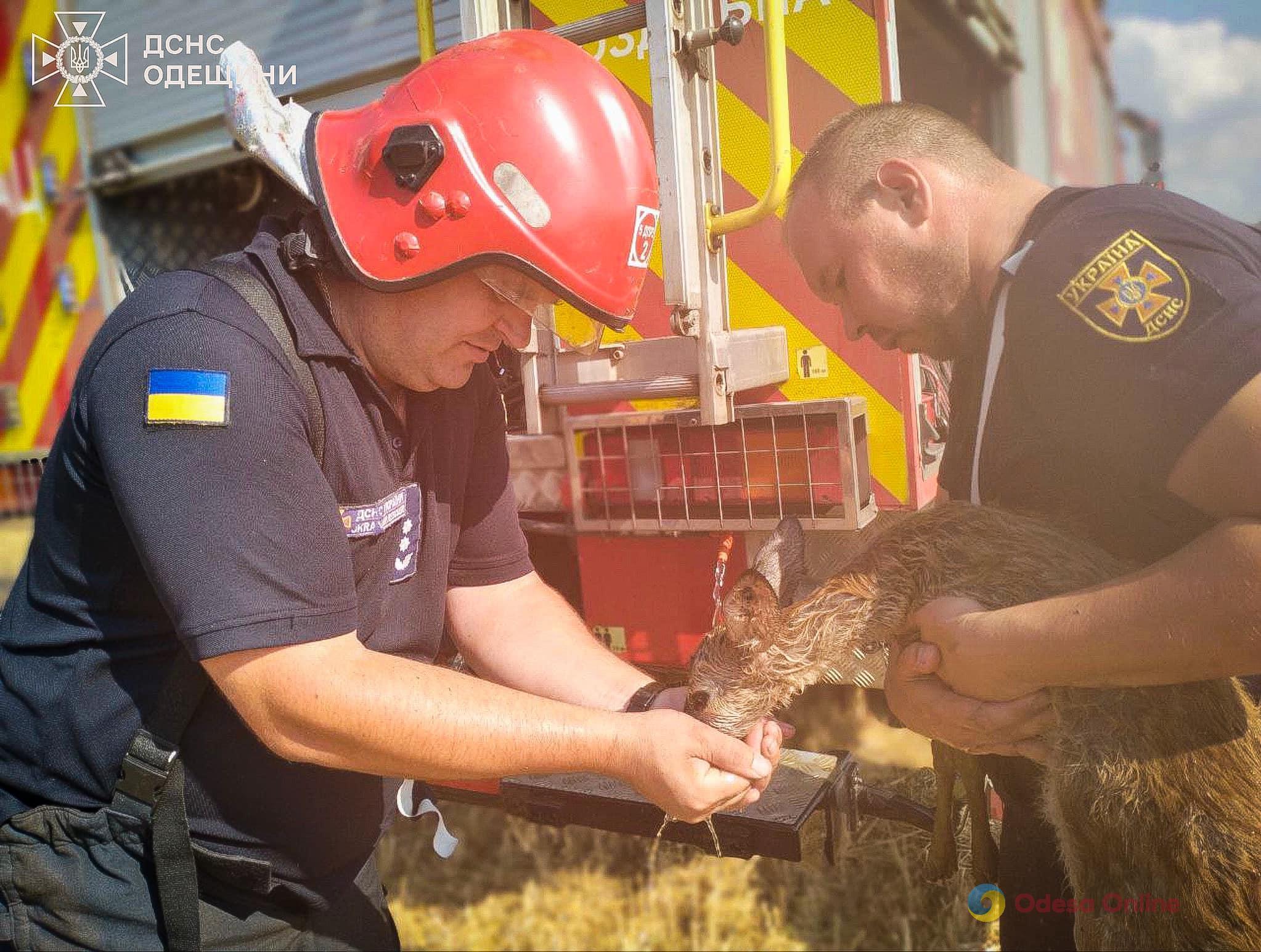 Одещина: під час пожежі вогнеборці врятували косулю