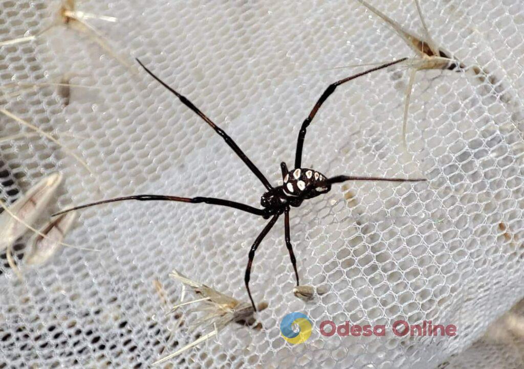 На півдні Одещини через спеку зросла популяція отруйних павуків (фото)