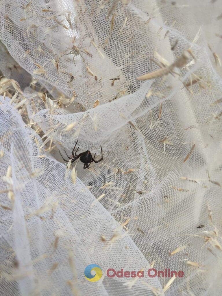 На юге Одесской области из-за жары возросла популяция ядовитых пауков