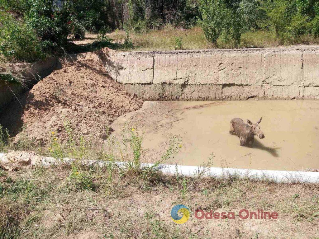 Застряла в водяном отстойнике: в Николаевской области освободили краснокнижную самку лося (фото)