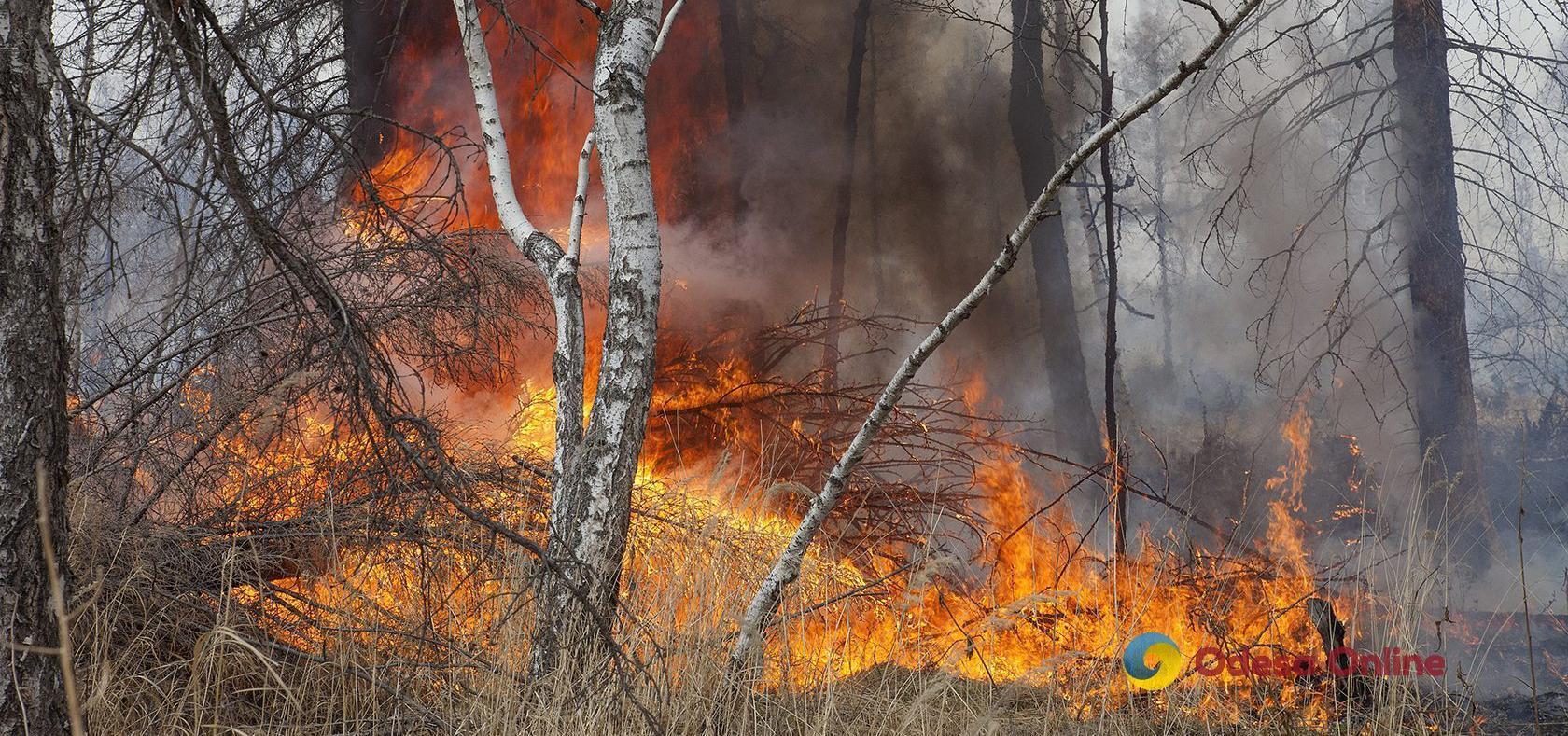 В Одесской области снова тушили лесной пожар