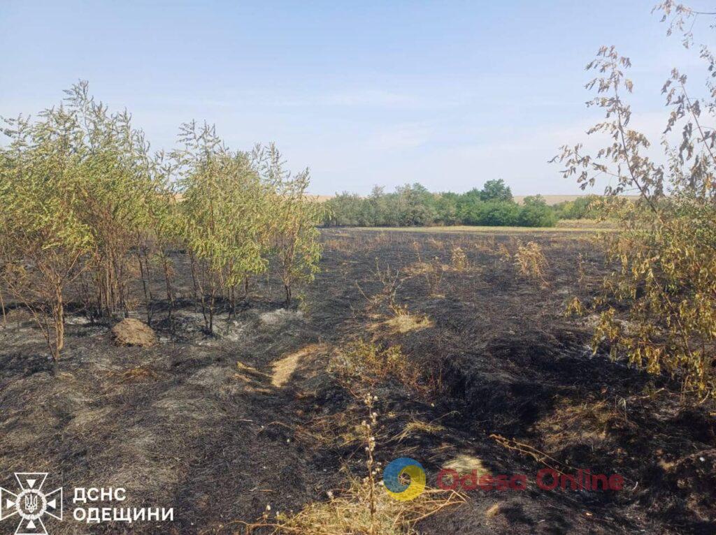 В Одесской области поджигательницу сухой травы оштрафовали на три тысячи гривен