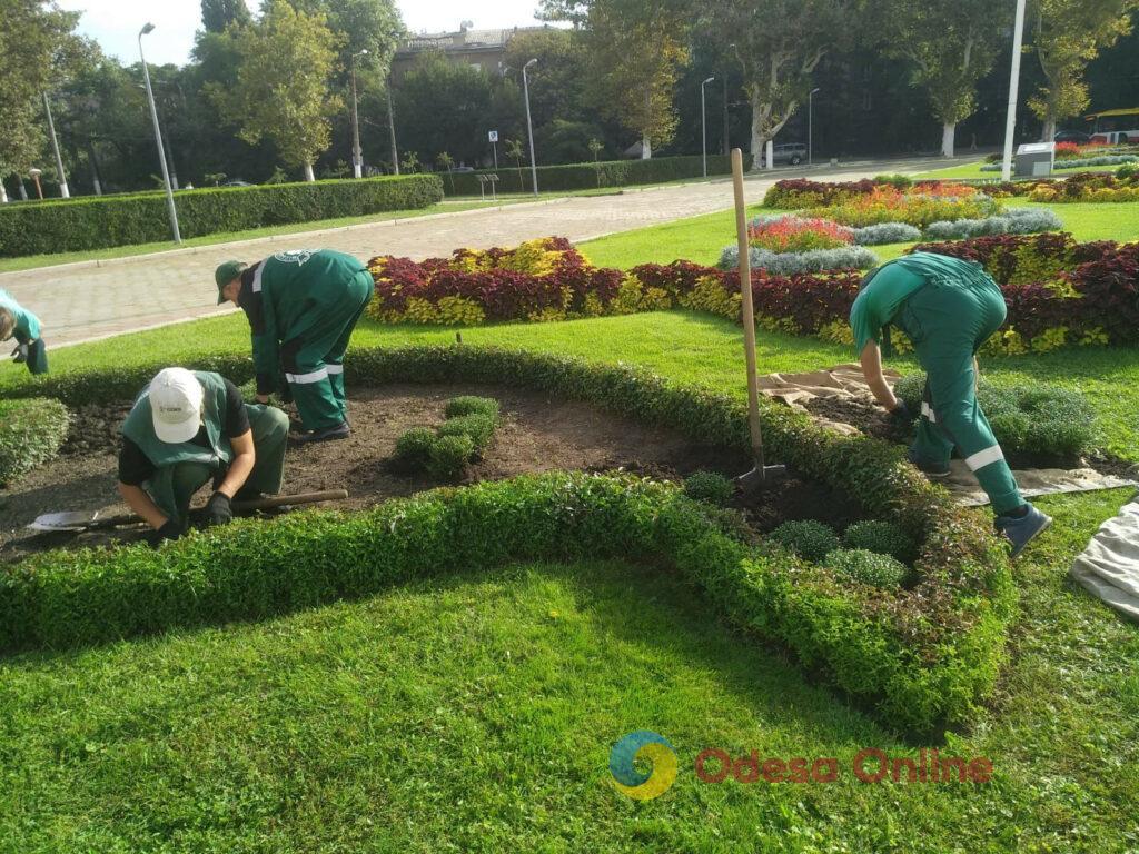 Одессу украсят пять тысяч кустов хризантем (фото)