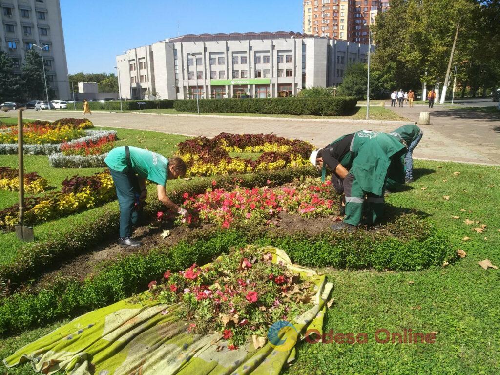 Одессу украсят пять тысяч кустов хризантем (фото)