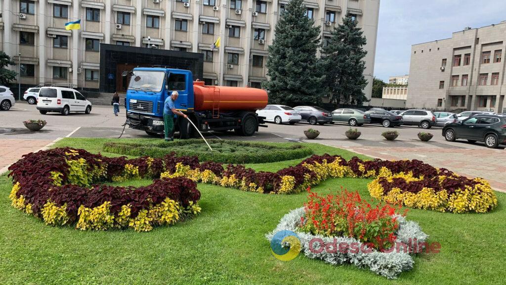 Одесу прикрасять п’ять тисяч кущів хризантем (фото)