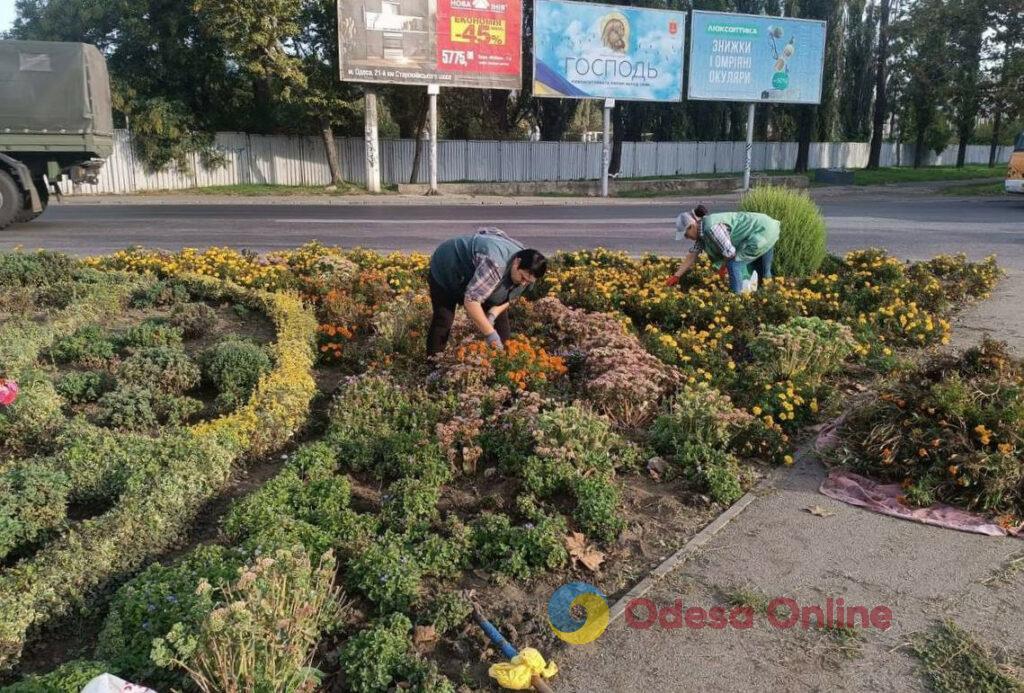 Одесу прикрасять 5 тисяч кущів хризантем (фото)