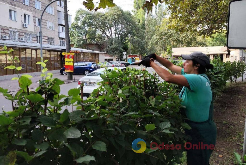 Одесу прикрасять 5 тисяч кущів хризантем (фото)