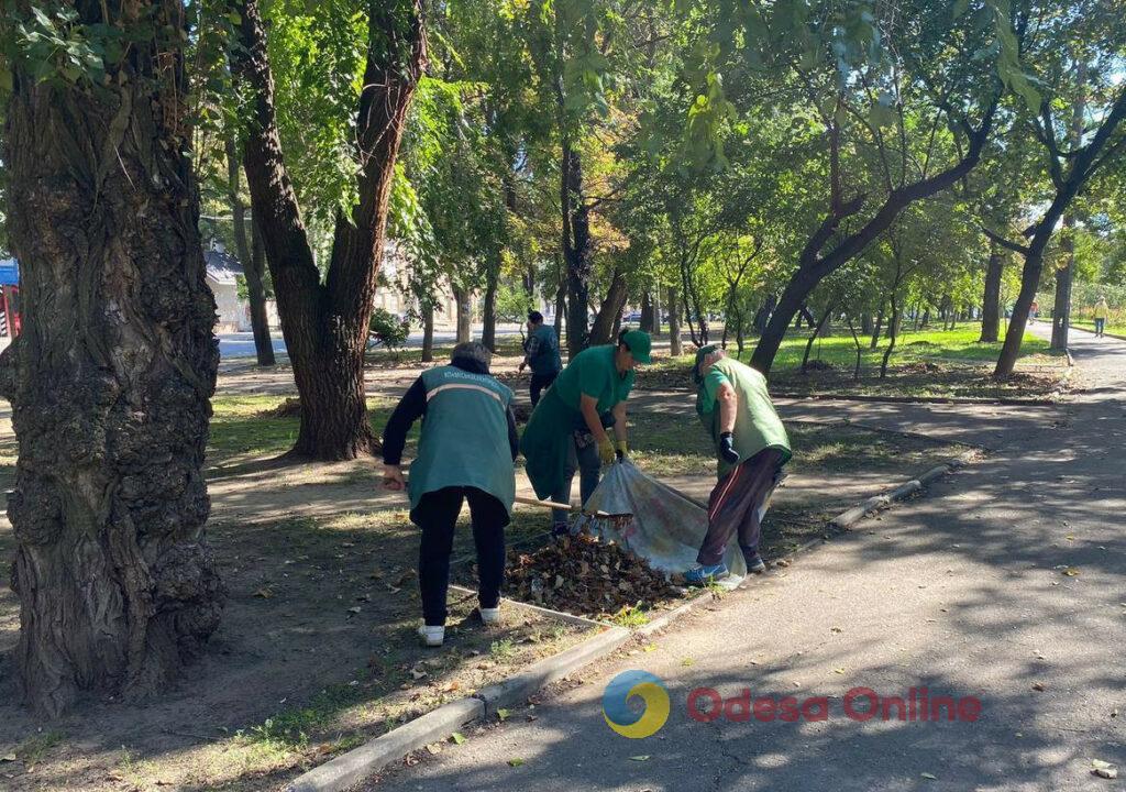 Одесу прикрасять 5 тисяч кущів хризантем (фото)