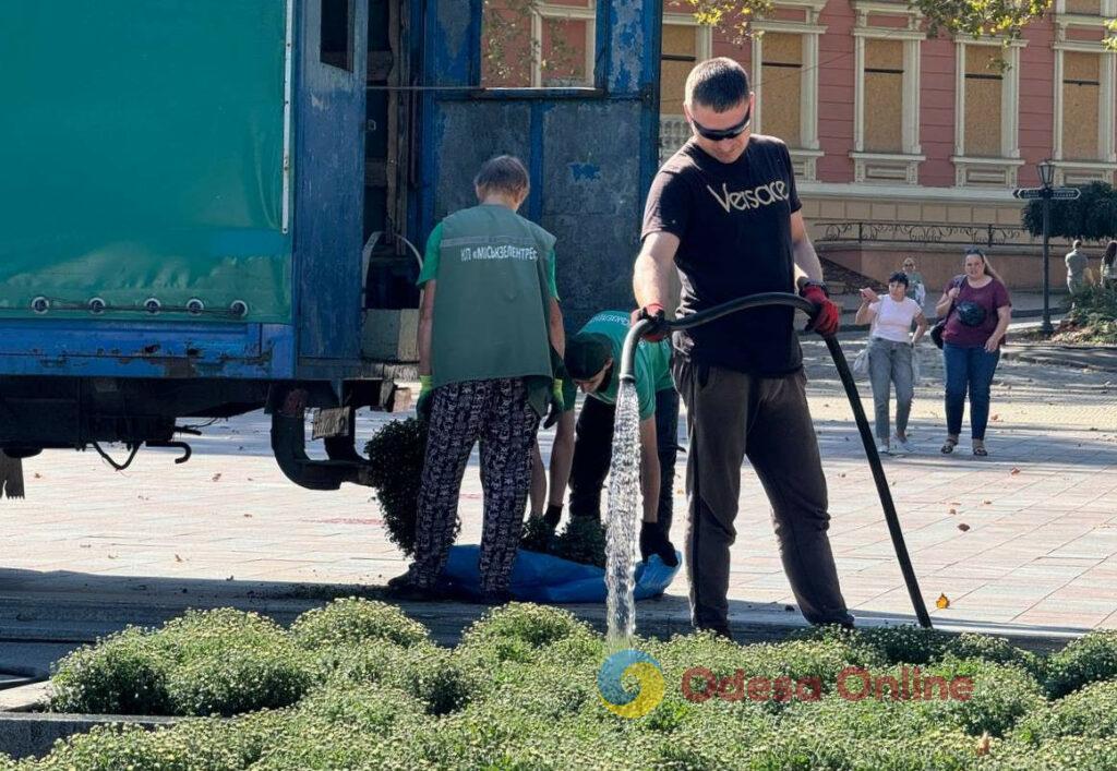 Одесу прикрасять 5 тисяч кущів хризантем (фото)