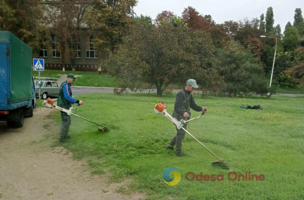 Одесу прикрасять 5 тисяч кущів хризантем (фото)