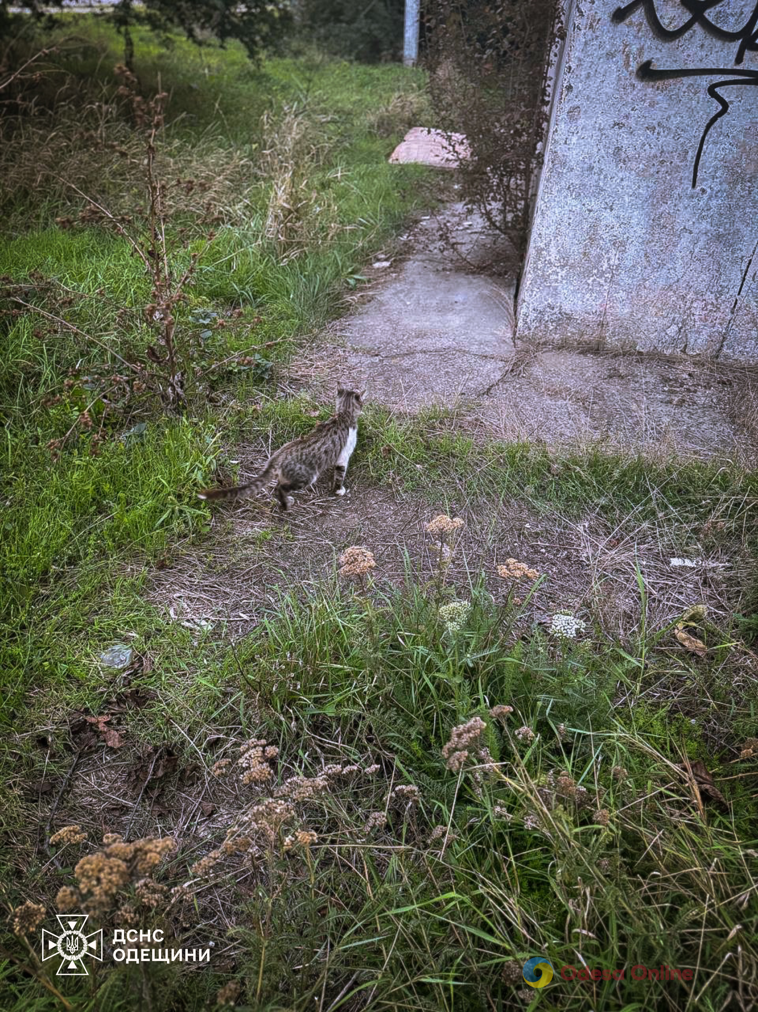 В Одесском районе спасли собаку и кота, которые упали в колодец (фото)