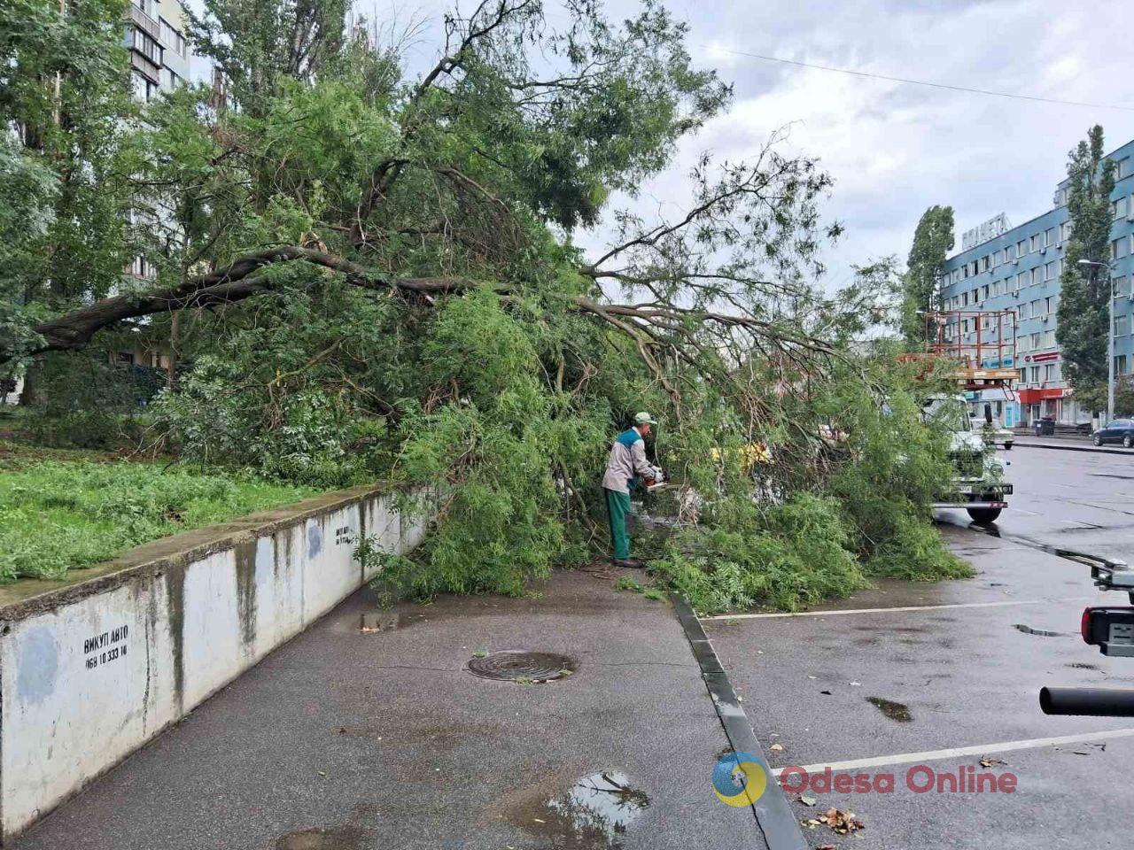 Мощный ливень в Одессе повалил деревья