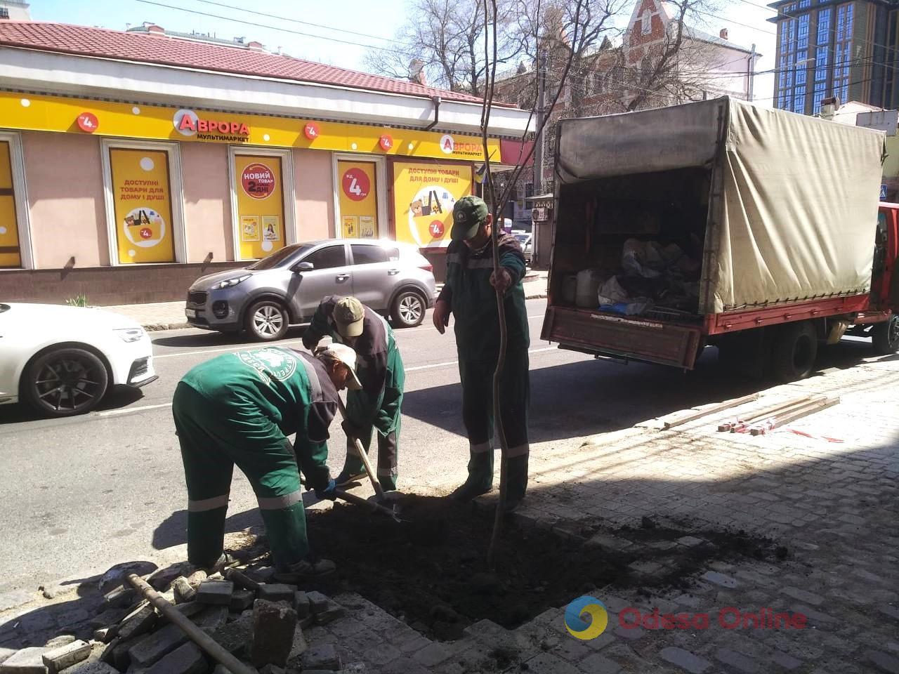 Восени в Одесі планують висадити майже чотири сотні дерев