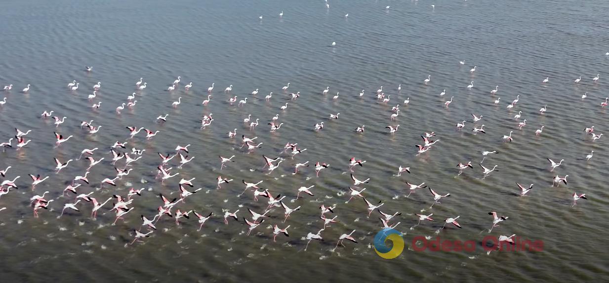 Рожеві фламінго залишають Одеську область