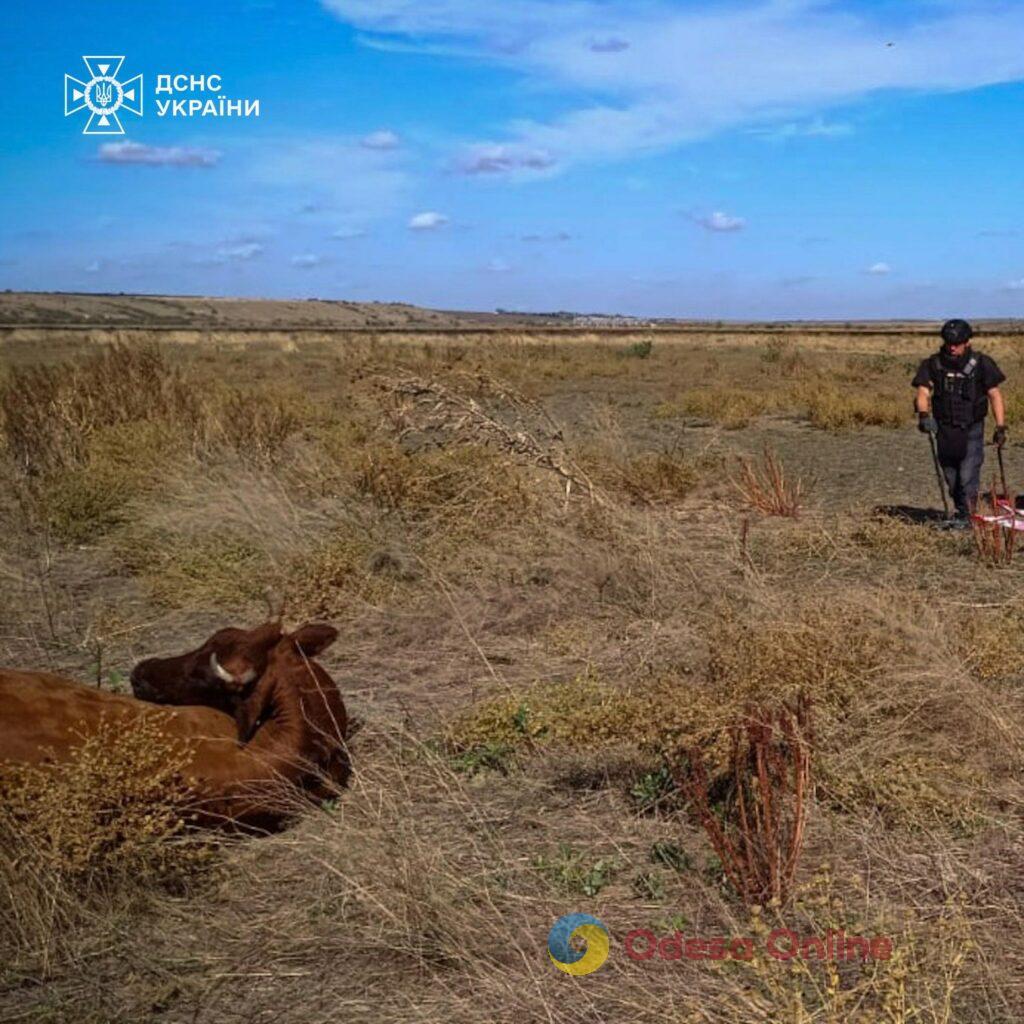 В Николаевской области на поле подорвались четыре коровы