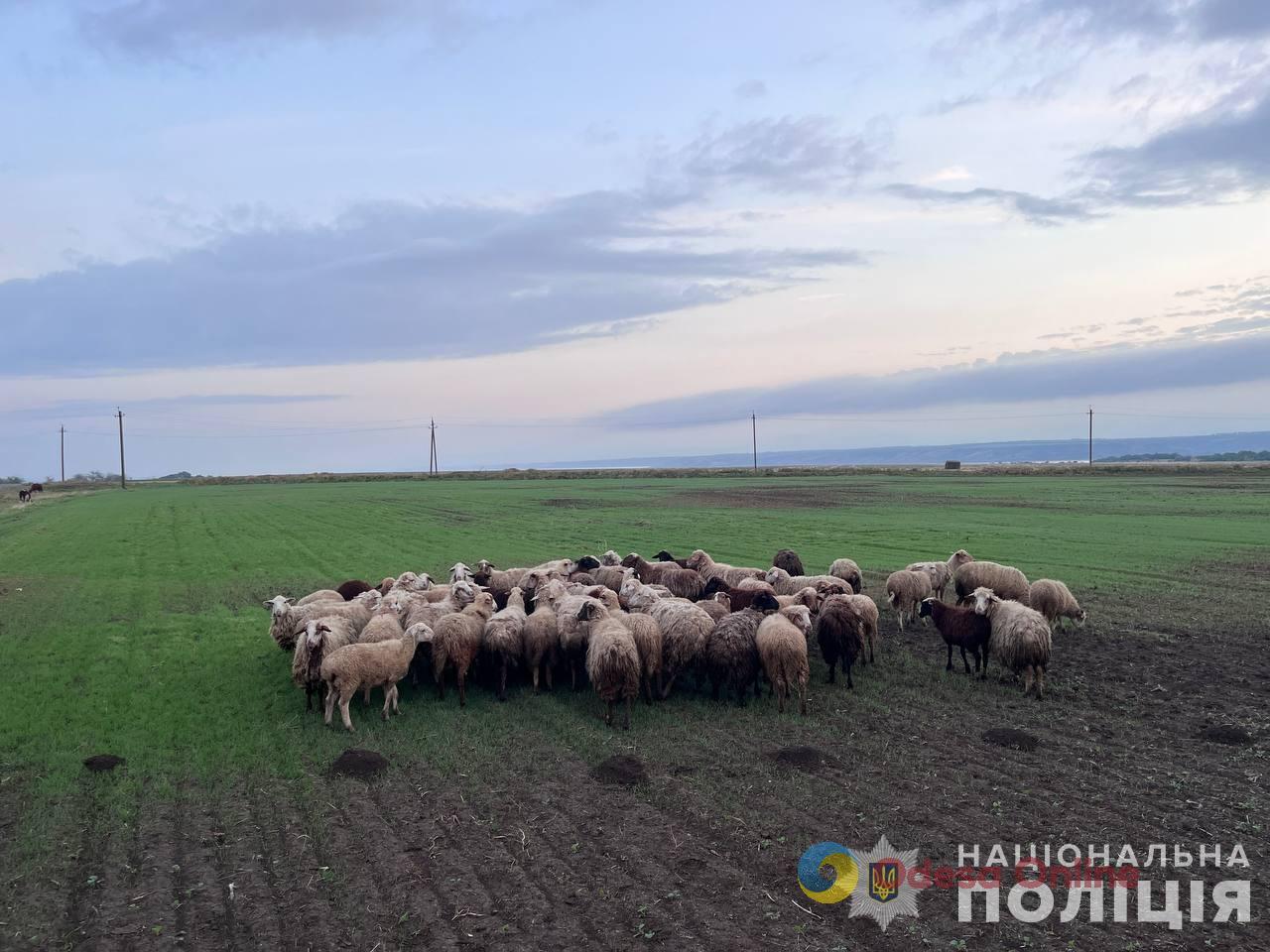 Двое жителей Одесской области украли овец на полмиллиона