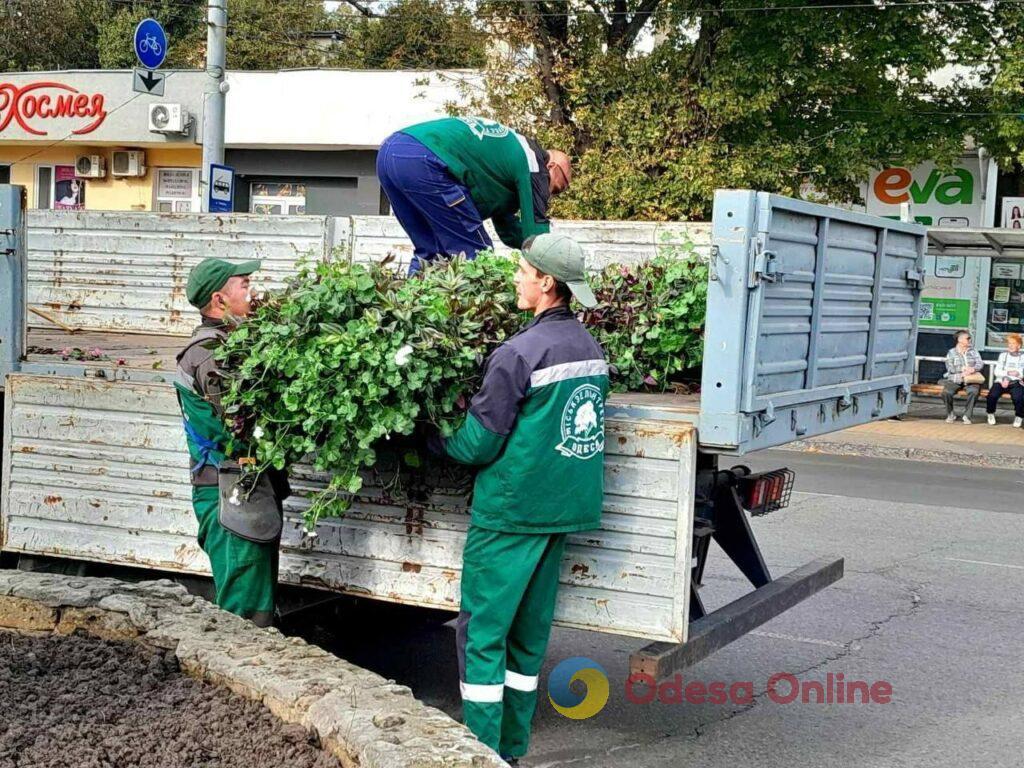 Коммунальщики высаживают в Одессе осенние цветы